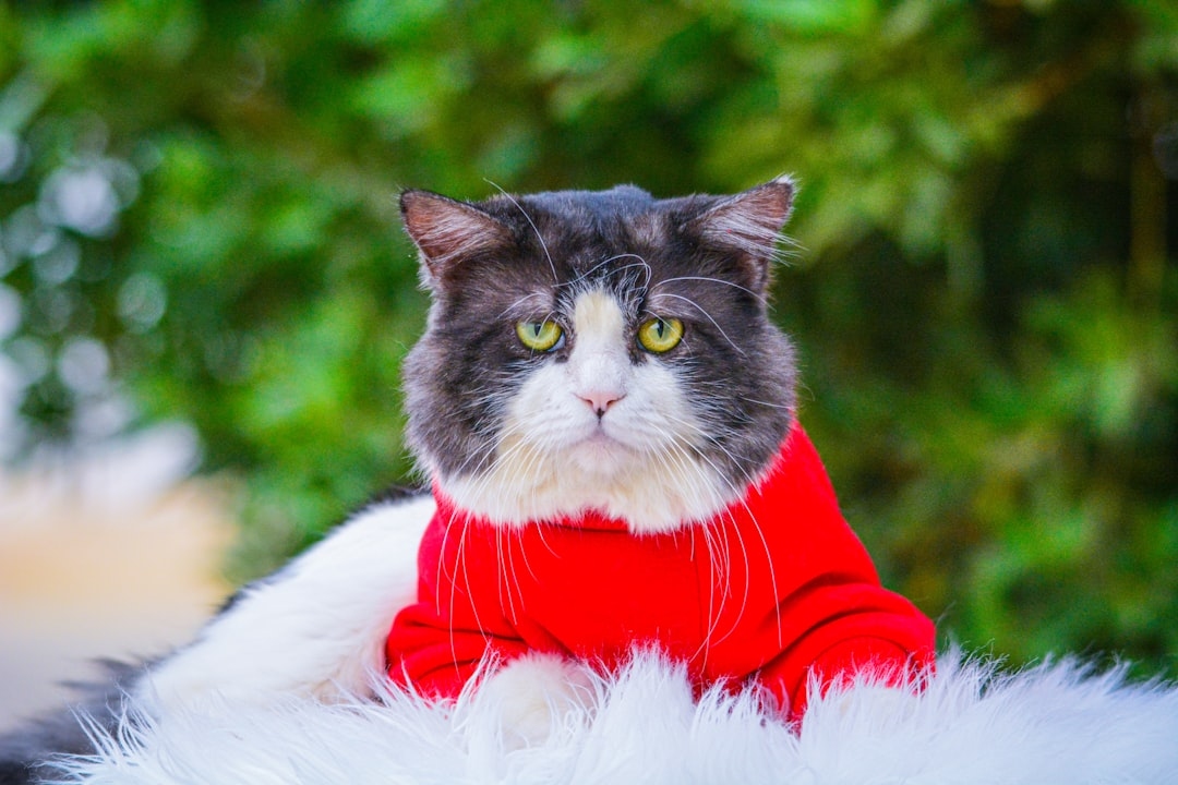How to Get Cat Hair Off Clothes: A Complete Guide for Pet Owners